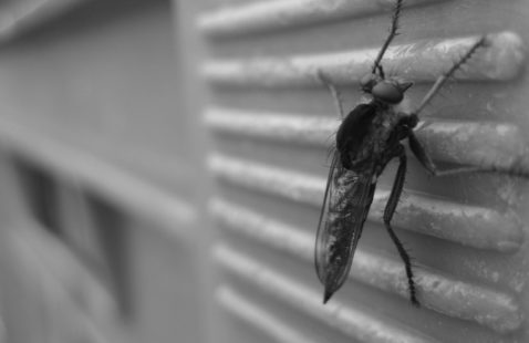 Natural ways to get rid of common household bugs