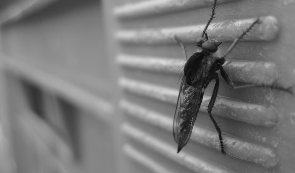 Get rid of common household bugs