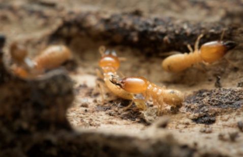How to get of Termites Permanently?