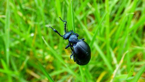 Ground Beetles