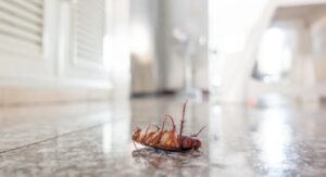 Homemade Remedies for Eliminating Cockroach Egg