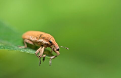  How to Get Rid of Boll Weevils in House?