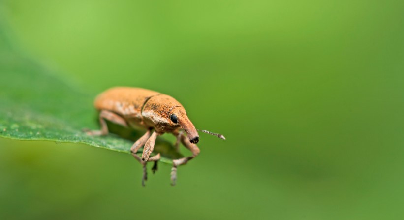  How to Get Rid of Boll Weevils in House?