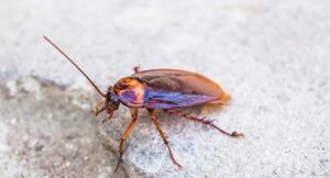 How to Get Rid of Cockroach Eggs?