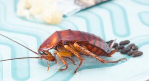 HOW TO GET RID OF COCKROACH EGGS?