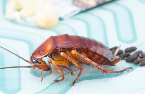 How to Get Rid of Cockroach Eggs?