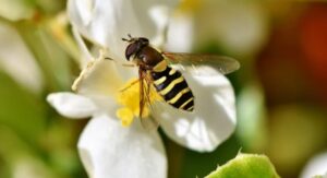 HOW TO GET RID OF HOVERFLIES