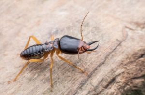 HOW TO TREAT SUBTERRANEAN TERMITES