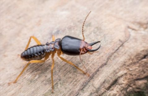How to treat Subterranean Termites?