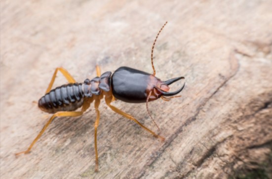 HOW TO TREAT SUBTERRANEAN TERMITES