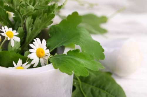 Herbs and Flowers