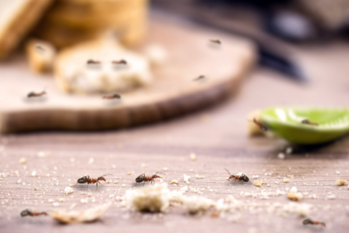 Home Methods to Control Ants