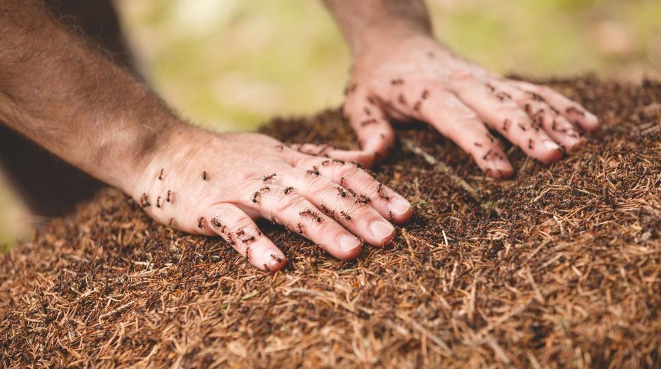 Home Remedies for Ant Bites