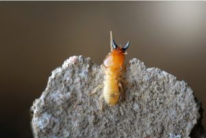Home remedies for termite control