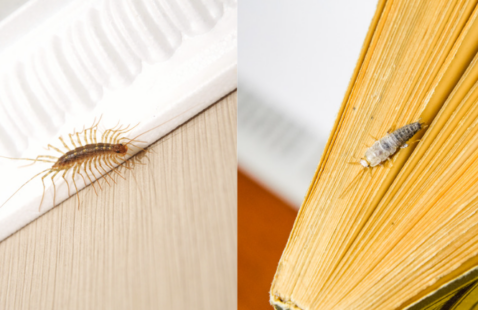 House Centipede vs Silverfish – Key Differences you need to Know