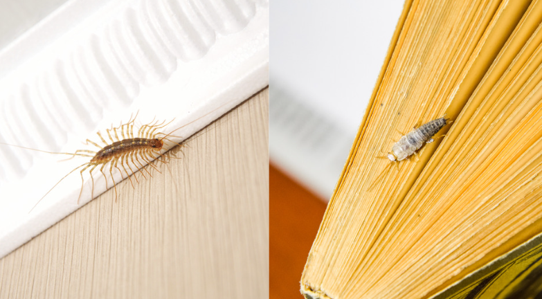 House Centipede vs Silverfish – Key Differences you need to Know