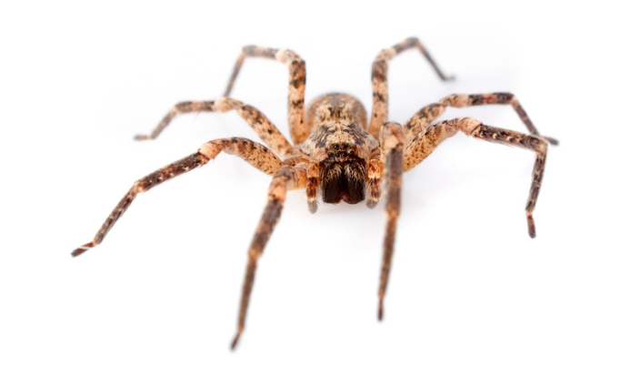 House Spider