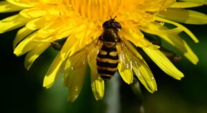How Can We Identify Hoverflies