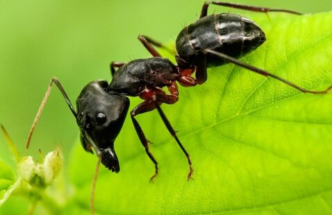 How Do I Get Rid of Carpenter Ants?