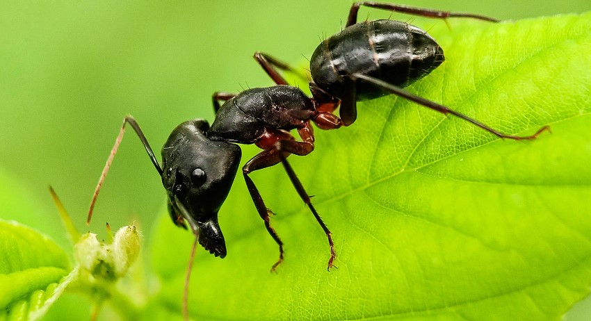 How Do I Get Rid of Carpenter Ants?