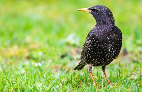 How Do I Get Rid of Starlings in My Garden?