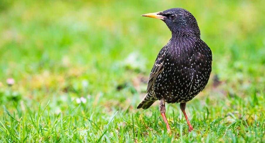 How Do I Get Rid of Starlings in My Garden?