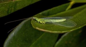 Green Lacewing Behaviour