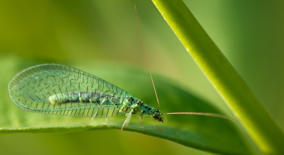 How Do You Get Rid of Green Lacewing?