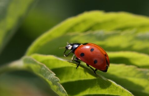 How Do You Get Rid of Ladybird Infestation?
