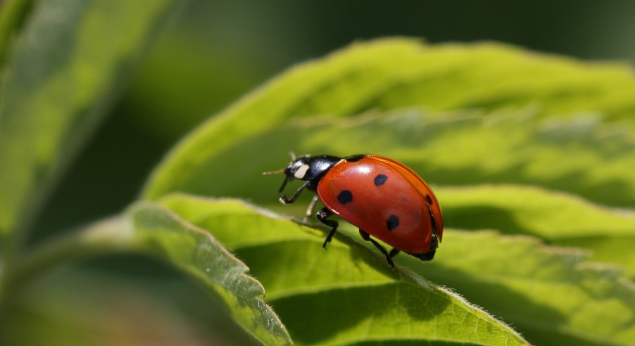 How Do You Get Rid of Ladybird Infestation?