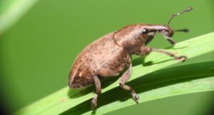 How Harmful Are Weevils