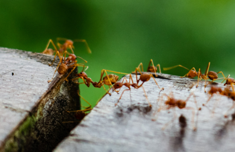 How Intelligent are Ants?