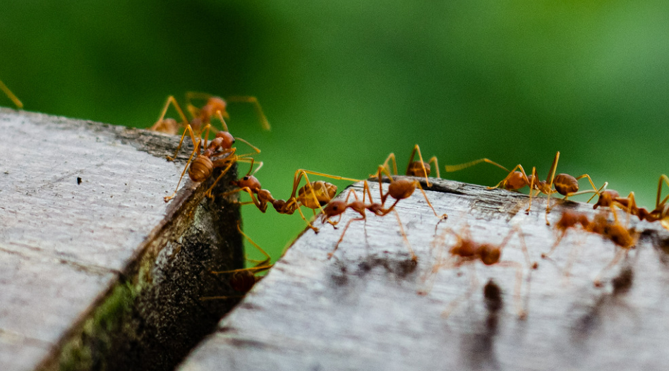 How Intelligent are Ants?