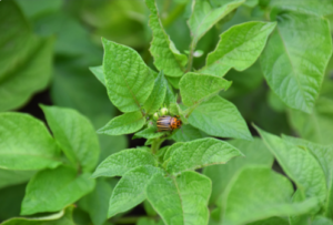 How Pests are Dangerous to Children