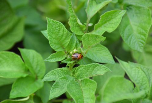 How Pests are Dangerous to Children?