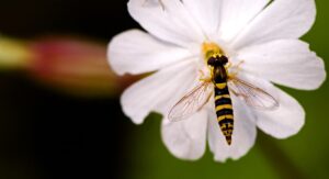 How To Get Rid Of Hoverflies