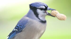 How To Get Rid of Blue Jays