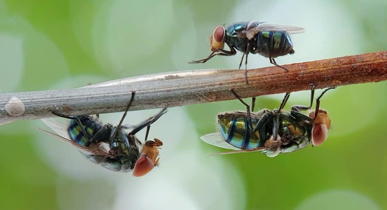 How To Get Rid of Cluster Flies