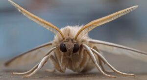 How To Get Rid of House Moth