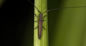How To Get Rid of Longhorn Beetles