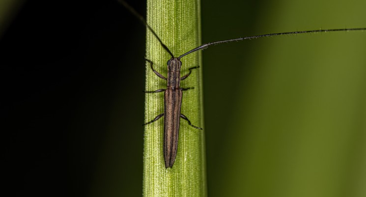 How To Get Rid of Longhorn Beetles