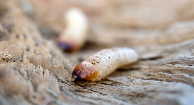How To Get Rid of Woodworm