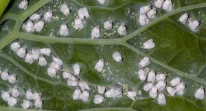 How To Prevent From Whitefly?