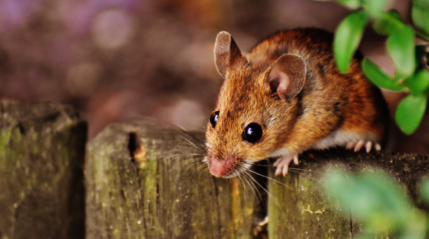 How To Prevent Mice from Moving in While Out of Town