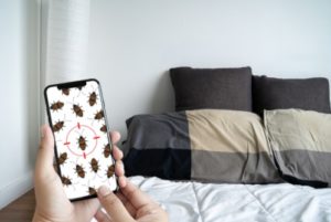 How do you get bed bugs