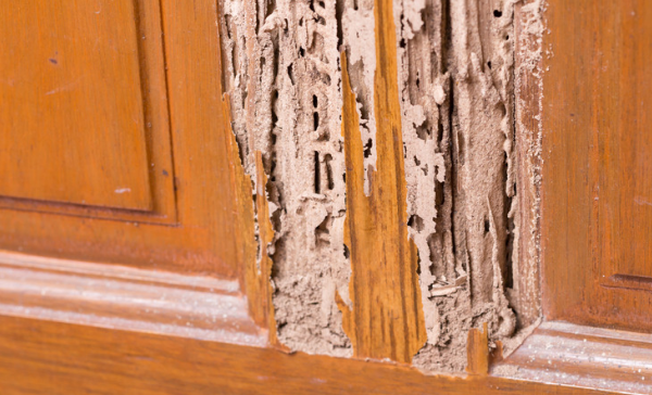 How termites can damage your house