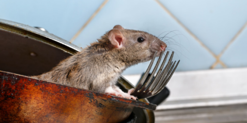 How to Avoid the Diseases caused by rodents