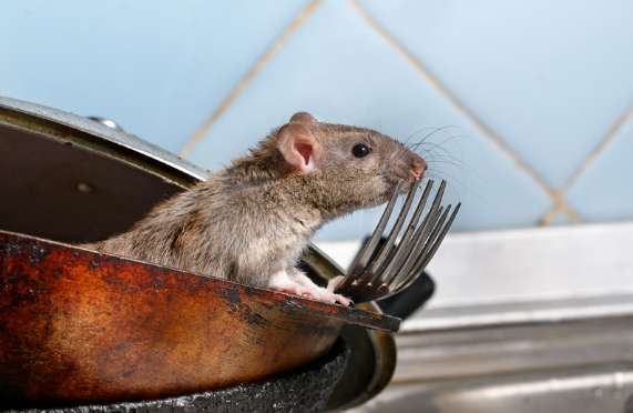 Rodent Proofing Methods