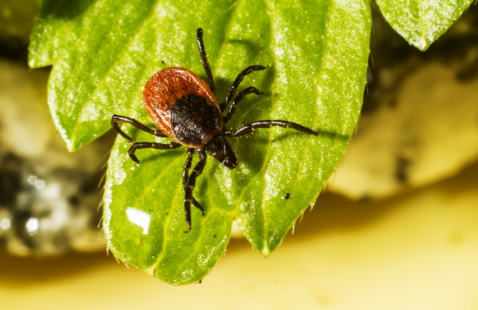 How to Check for Ticks and Tips to Get Rid of Them