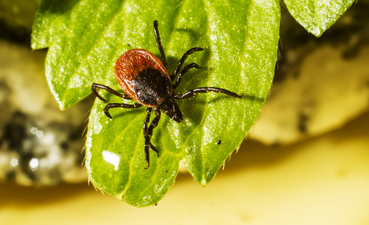 How to Check for Ticks and Tips to Get Rid of Them